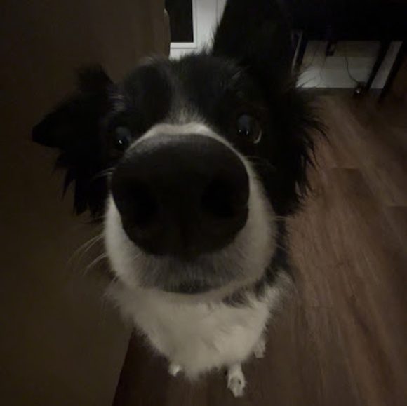 Meet your Posher, Ripley - Picture 1 of 1